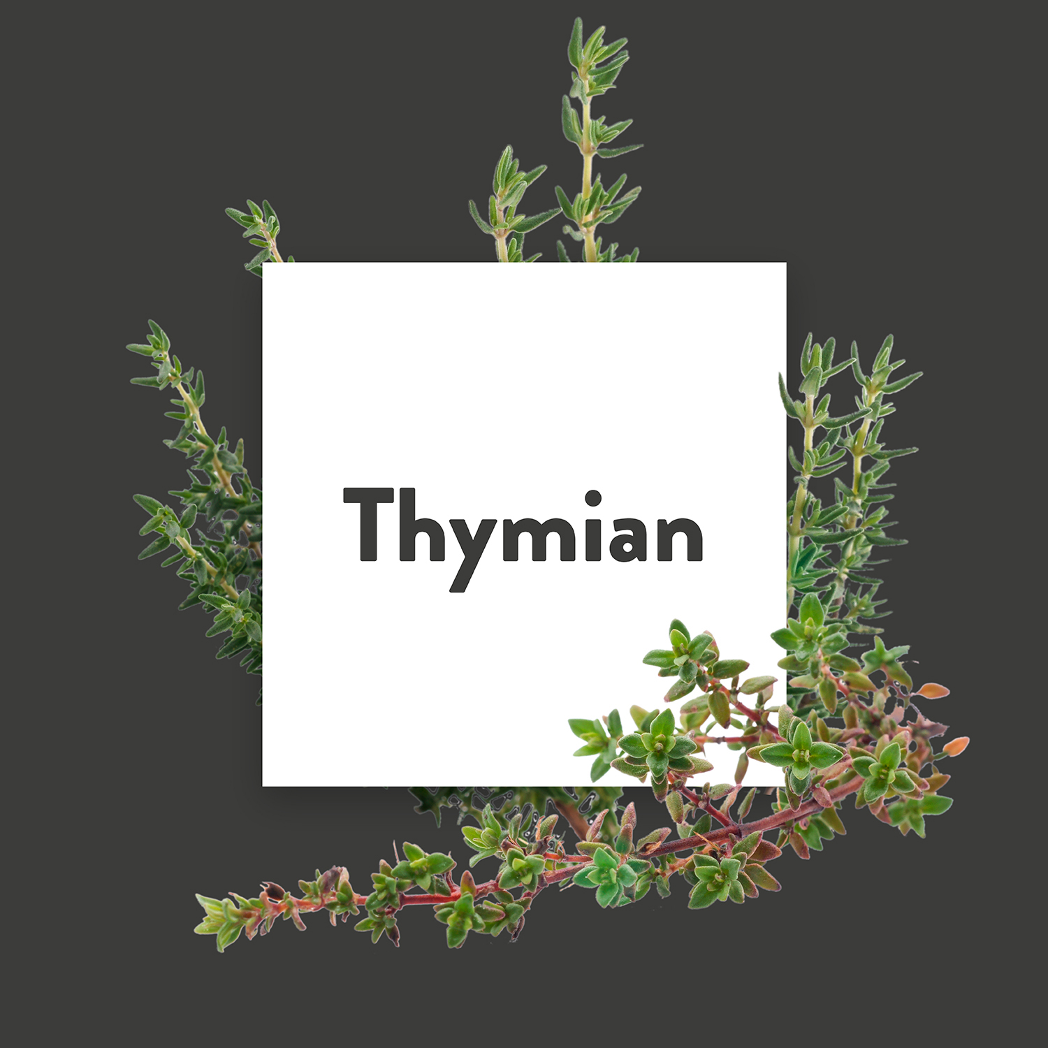 Pflanze des Monats Januar: Thymian