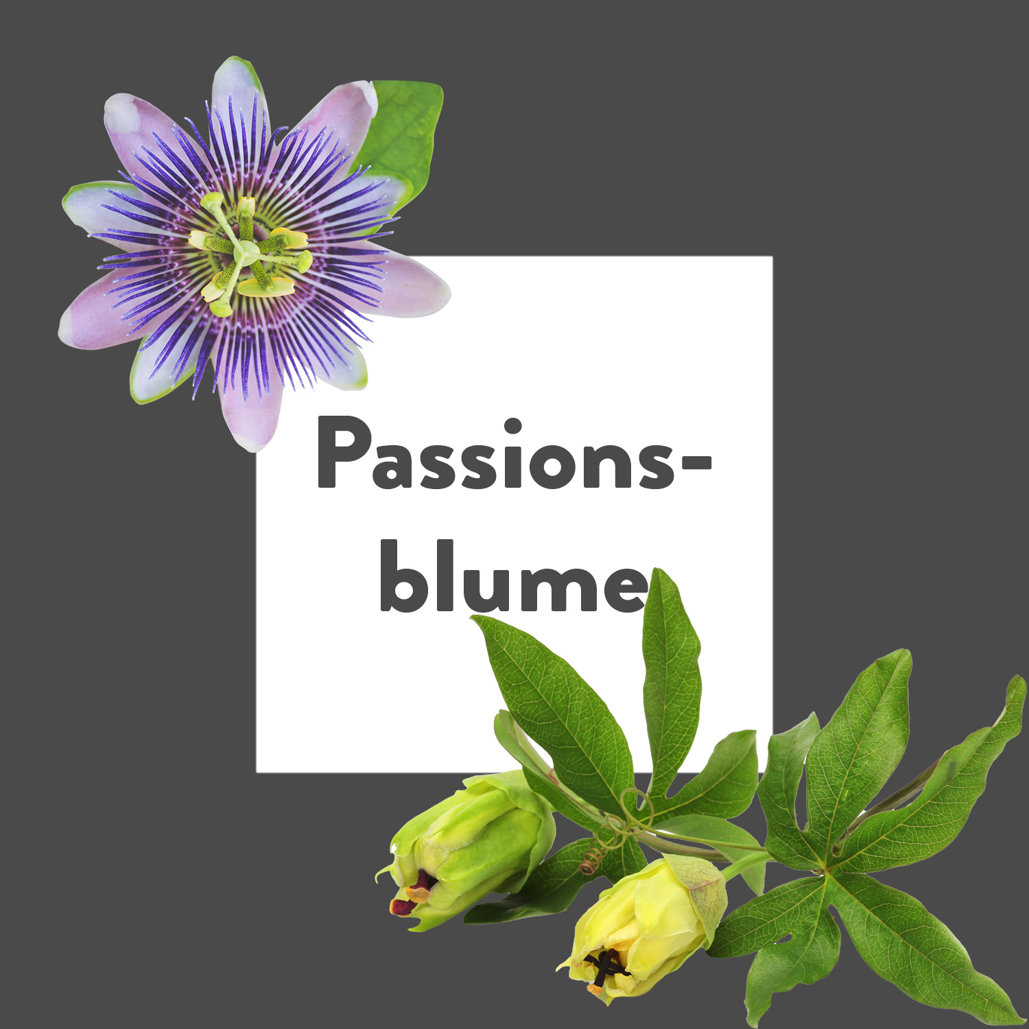 Pflanze des Monats: Passionsblume