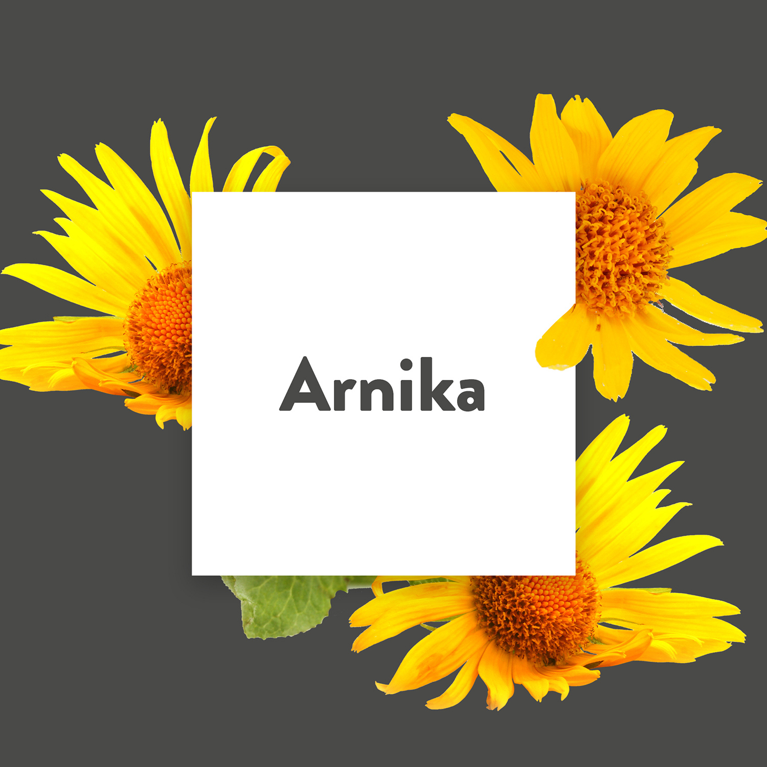 Pflanze des Monats Juni: Arnika