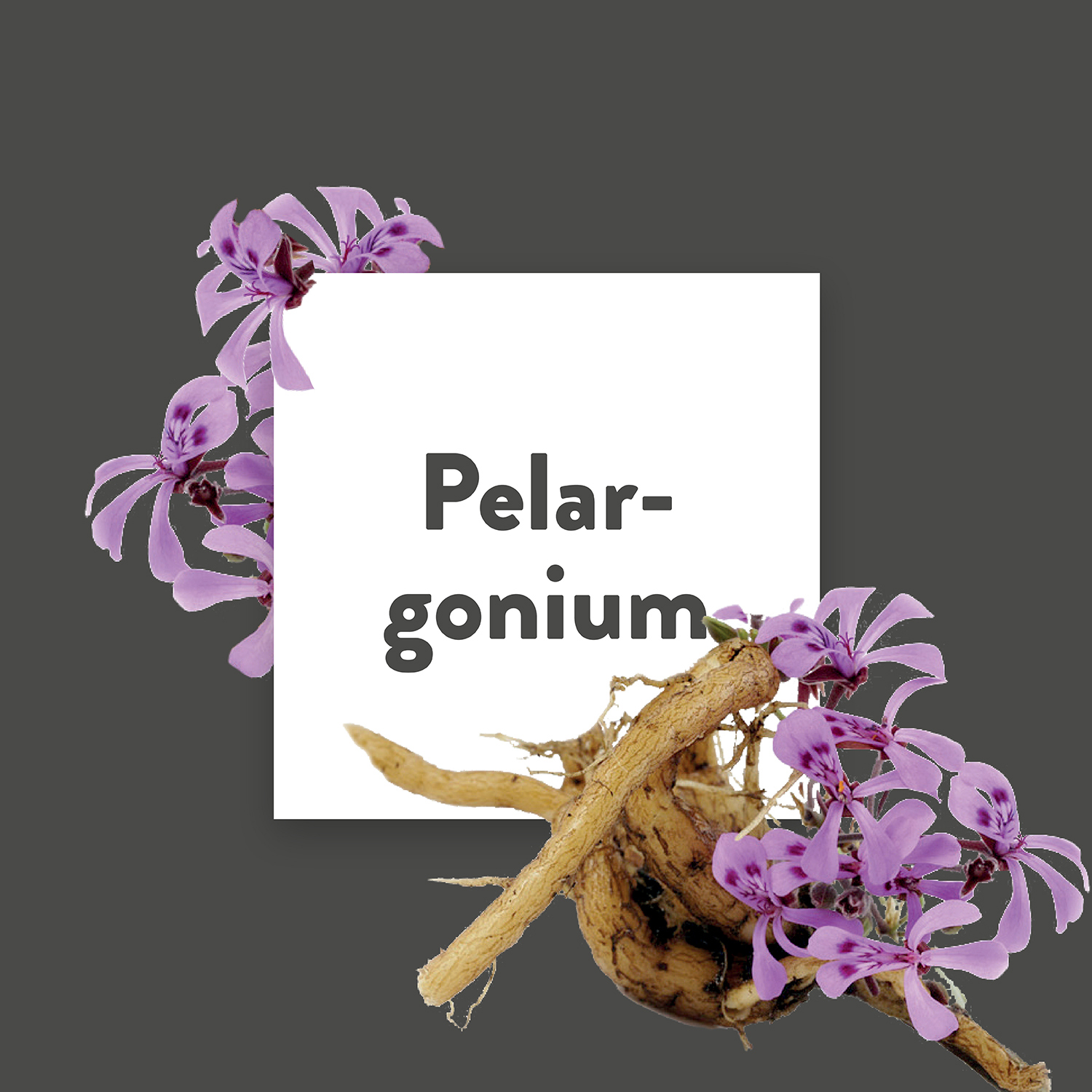 Pflanze des Monats September: Pelargonium