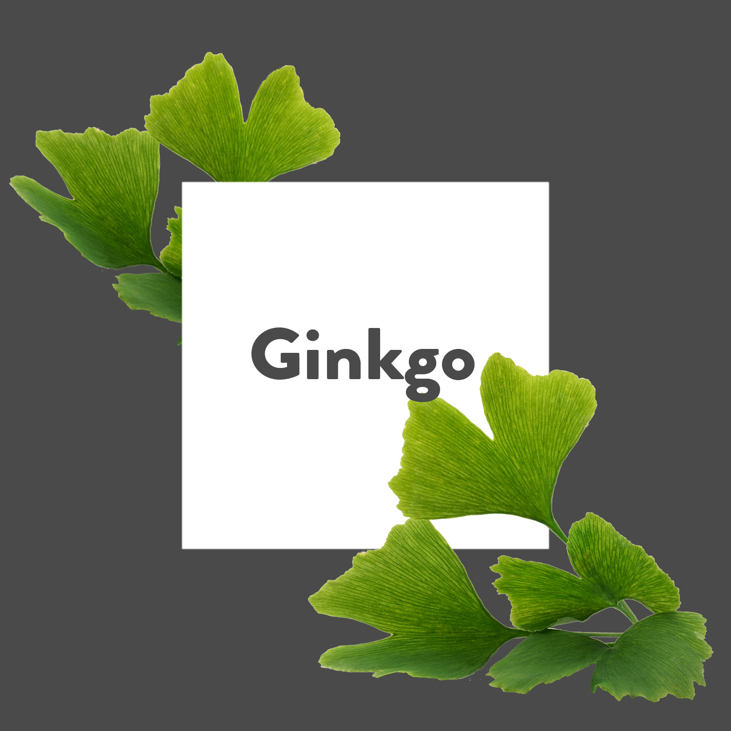 Pflanze-des-Monats-Ginkgo