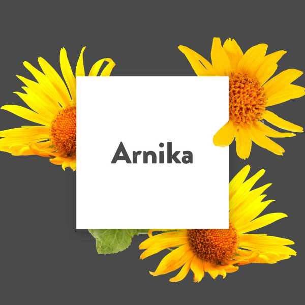 Pflanze-des-Monats-Arnika