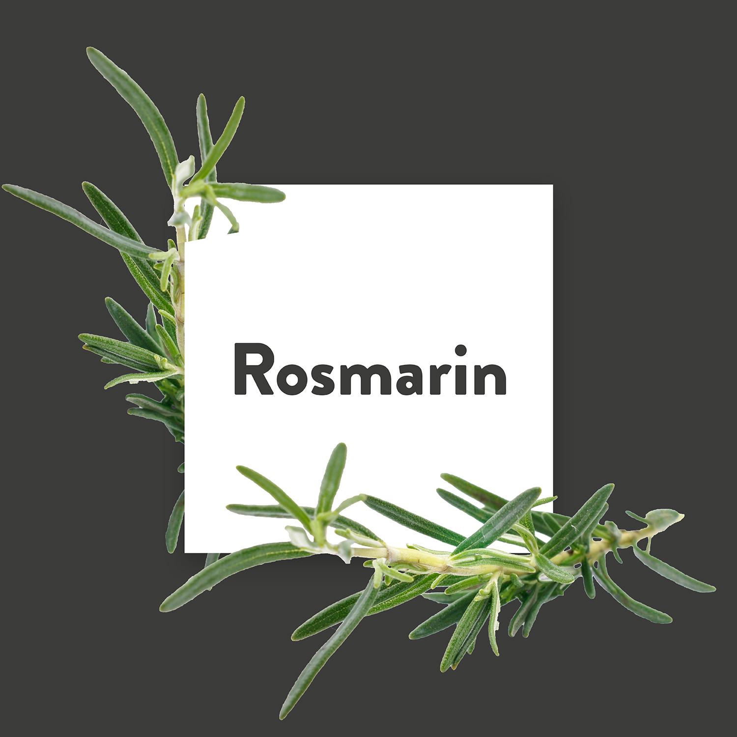 Pflanze des Monats: Rosmarin